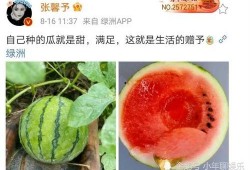 有什么娱乐圈瓜可以吃,揭秘明星幕后故事与精彩瞬间